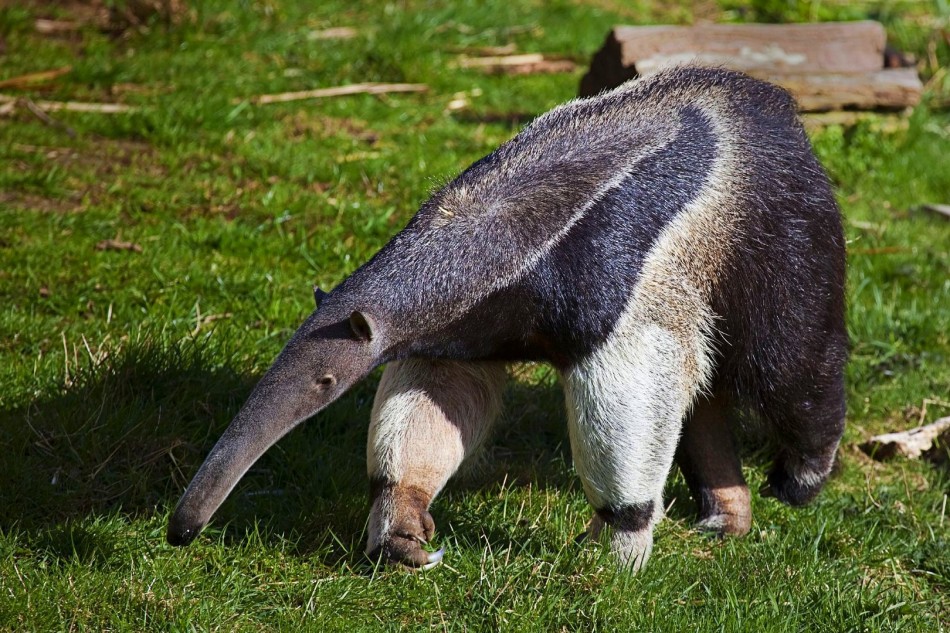 The Giant Anteater. Photo © Stuart Robertson Reynolds